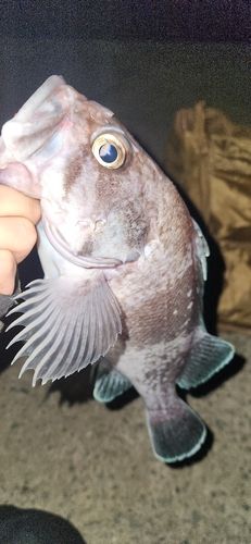 三陸海岸（青森）