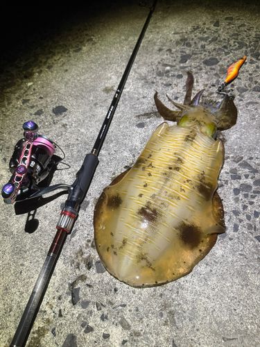 アオリイカの釣果