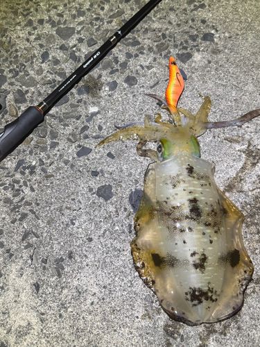 アオリイカの釣果