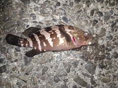 キジハタの釣果