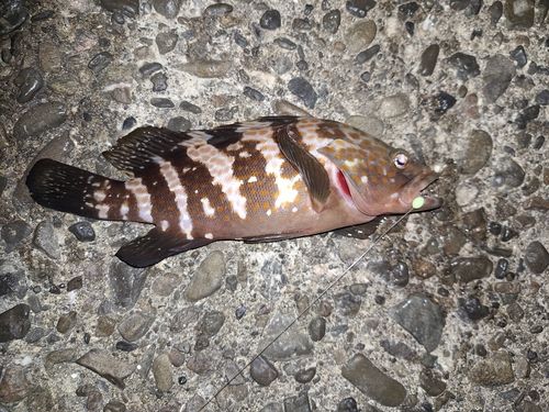 キジハタの釣果