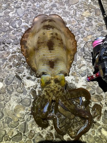 アオリイカの釣果