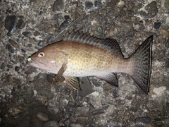 オオモンハタの釣果