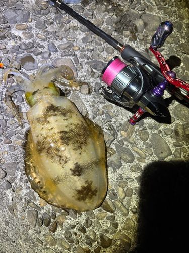 アオリイカの釣果
