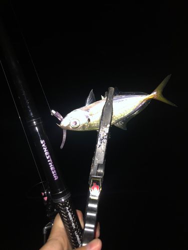 東京湾（アクアライン〜富津）