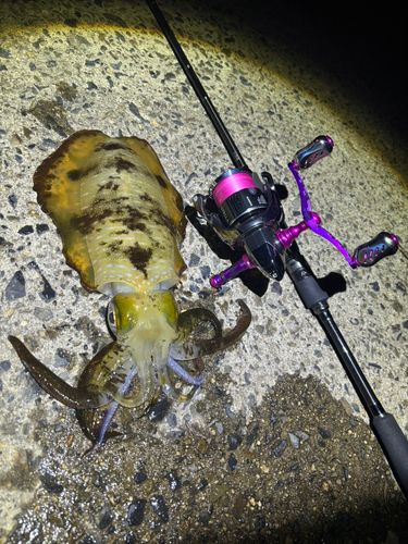 アオリイカの釣果