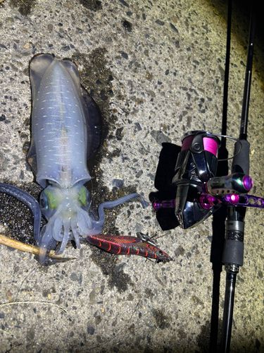 アオリイカの釣果