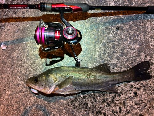 シーバスの釣果