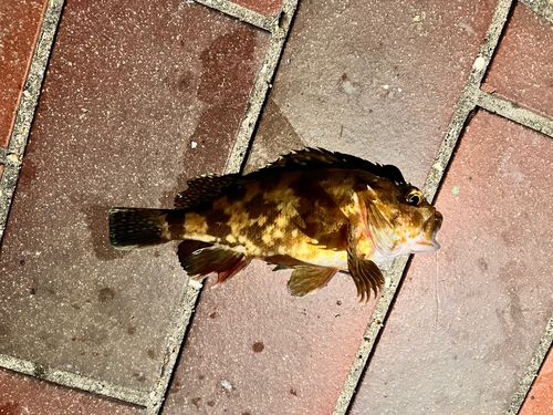 カサゴの釣果
