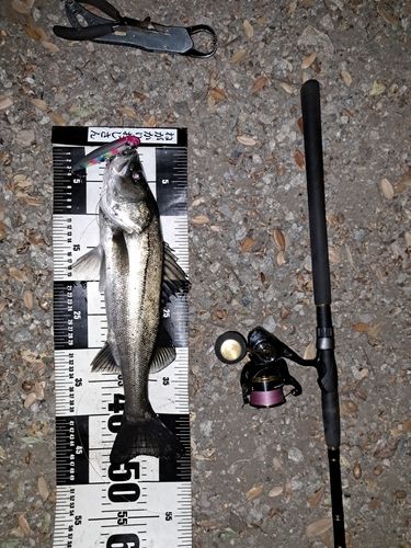 シーバスの釣果