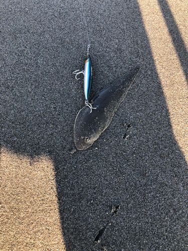 シタビラメの釣果