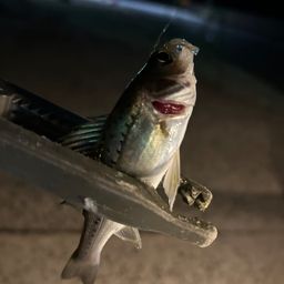 セイゴ（マルスズキ）