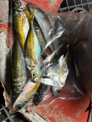 アジの釣果