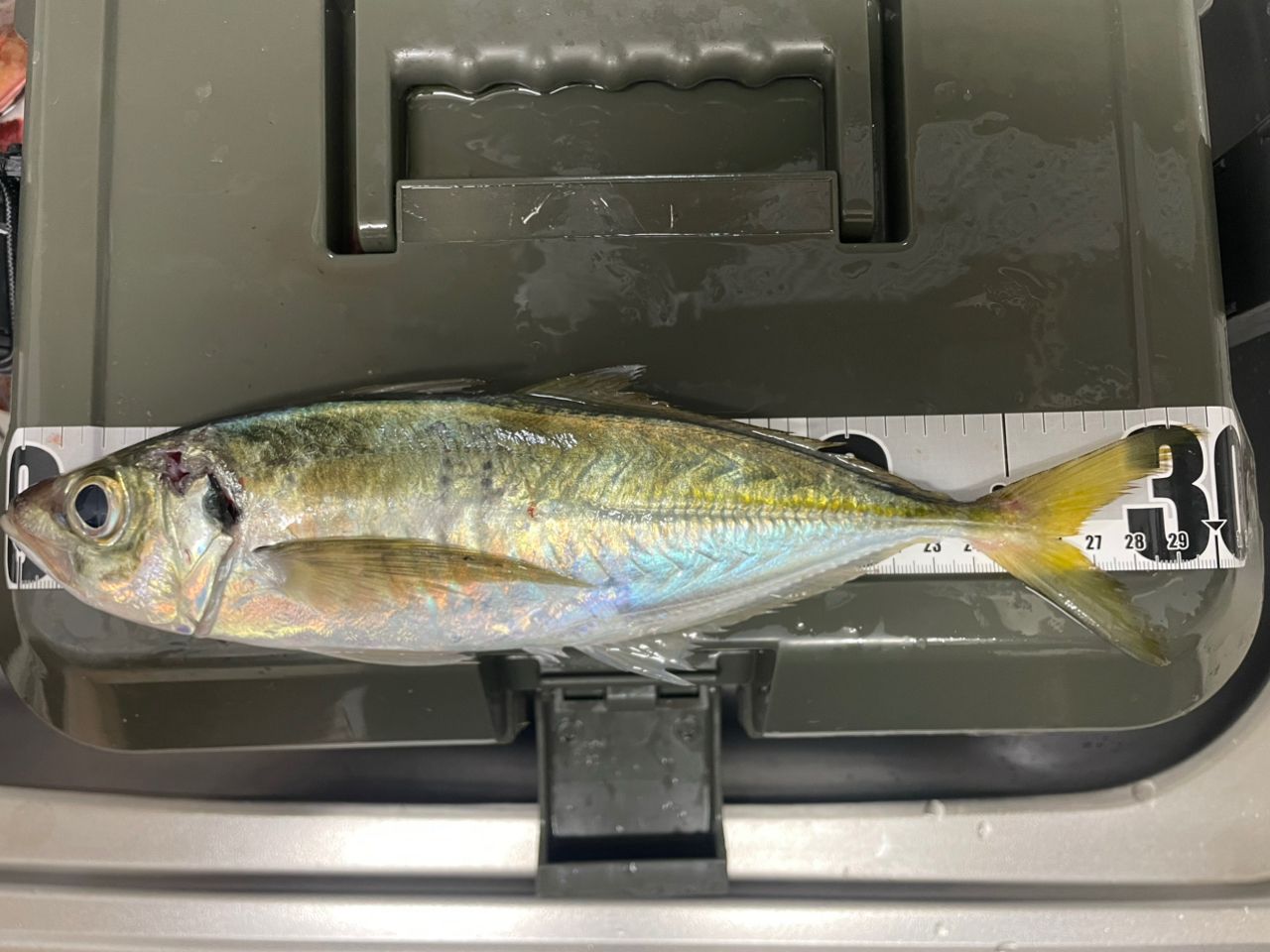 MajorCraft 23鯵道 1G-class AD1-S582Lの最安値・インプレ・釣果