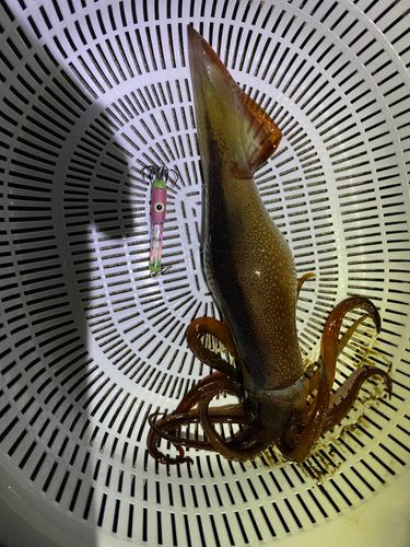 三陸海岸（岩手）