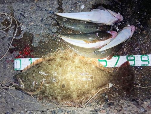 ヒラメの釣果
