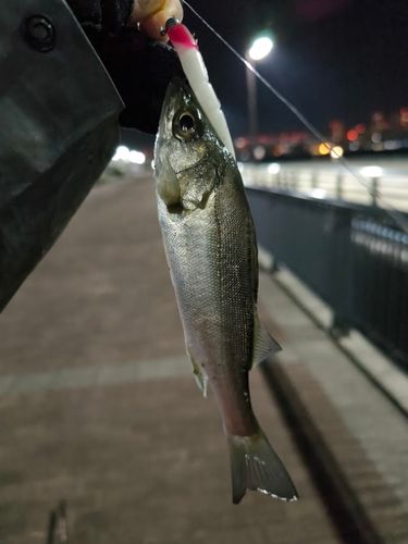 セイゴ（マルスズキ）の釣果