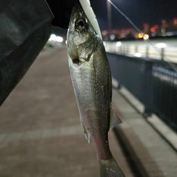 セイゴ（マルスズキ）