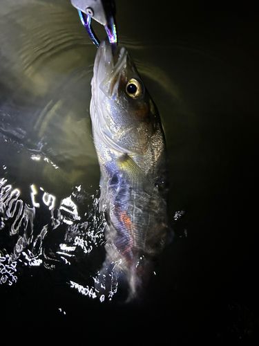 セイゴ（マルスズキ）の釣果