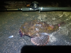 トゲカジカの釣果