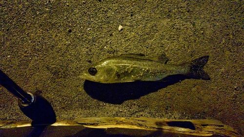 セイゴ（ヒラスズキ）の釣果