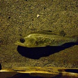 セイゴ（ヒラスズキ）