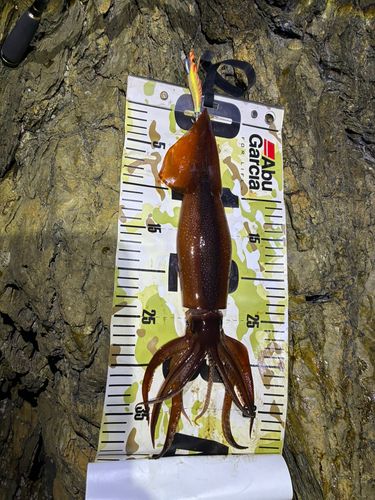 スルメイカの釣果