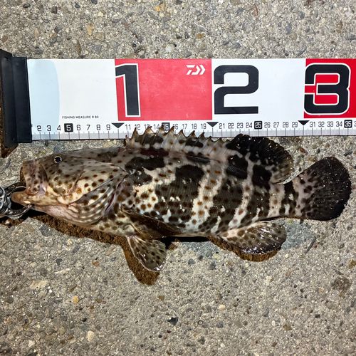 チャイロマルハタの釣果