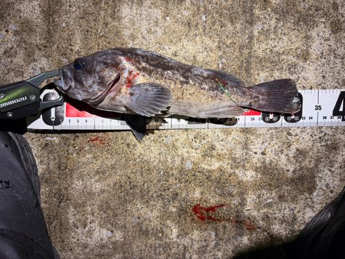 クロソイの釣果