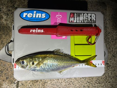 マアジの釣果