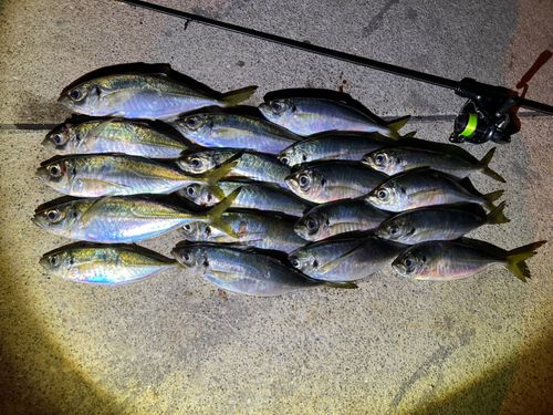 アジの釣果