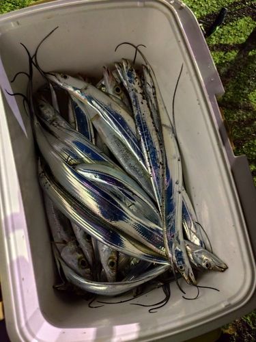 タチウオの釣果