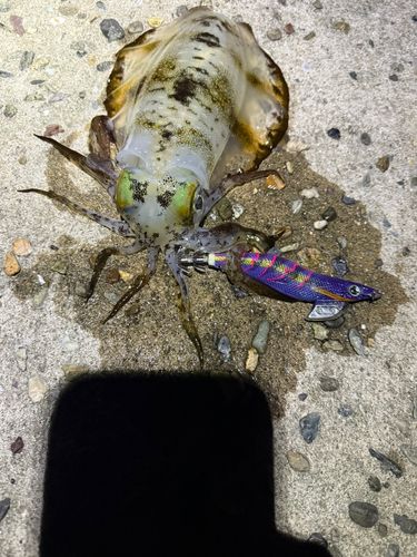 アオリイカの釣果