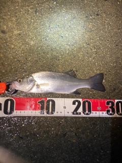 セイゴ（マルスズキ）の釣果