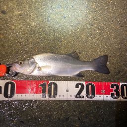 セイゴ（マルスズキ）