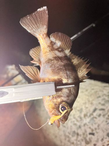 メバルの釣果