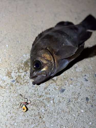 メバルの釣果