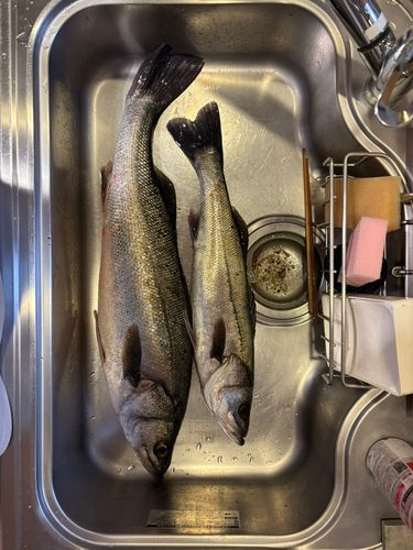 マルスズキの釣果