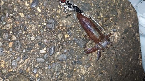 ディズニーリゾート付近