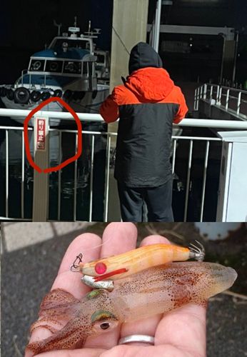 ヒイカの釣果