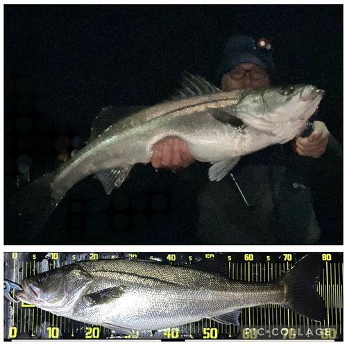 シーバスの釣果