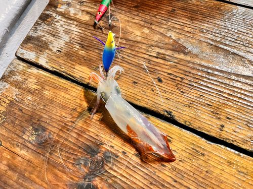 ケンサキイカの釣果