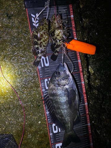 クロダイの釣果