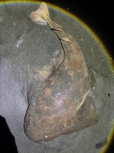 カスザメの釣果