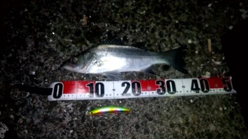 セイゴ（ヒラスズキ）の釣果