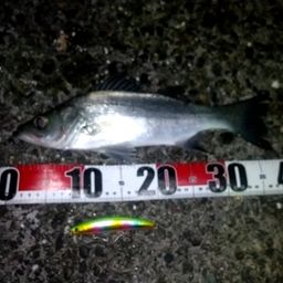 セイゴ（ヒラスズキ）