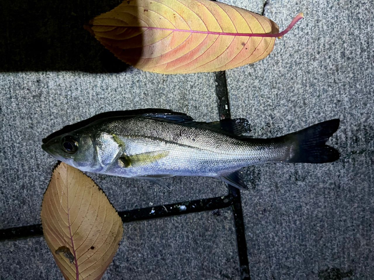 セイゴ（マルスズキ）