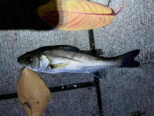 セイゴ（マルスズキ）の釣果