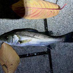 セイゴ（マルスズキ）