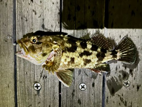 カサゴの釣果